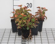 Houttuynia cordata 'Chameleon' - pot 9x9 cm -