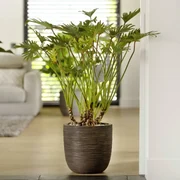 Capi Egg Plantenbak Nature Rib 43x41 cm donkerbruin