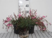 Gaura lindheimeri 'Siskiyou Pink' - pot 2L