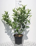 Weigela 'Candida' - pot 10L - 80-100 cm