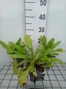 Primula beesiana - pot 9x9 cm