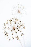 Foto Dried Flower_2_natural, Studio Collection