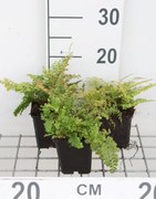 Polystichum setiferum 'Plumoso-densum' - pot 9x9 cm