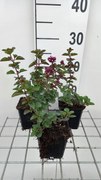 Origanum 'Rosenkuppel' - pot 9x9 cm