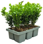 Buxus NewGen Freedom (compacte Buxus) - 15 cm