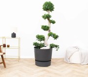Ficus Microcarpa ginseng - 200 cm