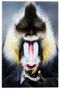 Kare Design Mandrill Monkey Glas Schilderij Aap 80x120