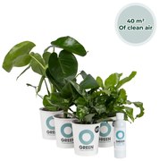 Ogreen - Indoor Jungle