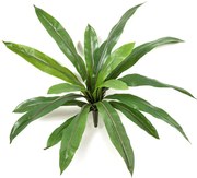 Varen Asplenium kunstplant - 40 cm