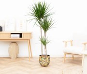Dracaena Marginata - 160cm