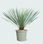 Yucca Rostrata - 70cm