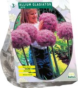 Baltus 'Allium Gladiator his Excellence' - voorjaarsbloeiers - 3 bollen