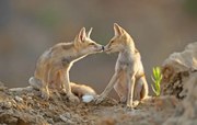Foto Foxes , Kiss, Shlomo Waldmann