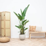 Strelitzia Augusta multi stam XXL - 250cm