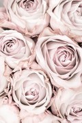 Foto Pink Roses No 01, Studio Collection