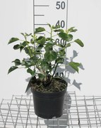 Hedera helix Arborescent Group - pot - 30-40 cm -