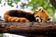 Foto Red panda in a tree, Mark Chivers