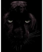 Goossens Schilderij Black Panther, 70 x 118 cm