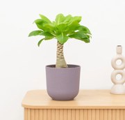Brighamia Insignis Hawaii palm - 40 cm