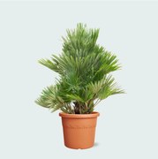 Chamaerops Humilis Vulcano compact - 100 cm