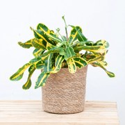Croton Codiaeum variegatum 'Mammi' - 30cm