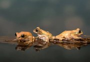 Foto Marbled Reed Frog off to swim, Lillian King