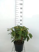 Rhododendron 'Percy Wiseman' - pot - 40-50 cm
