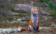 Foto Fox Zen - Algonquin Park, Jim Cumming