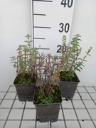 Nepeta 'Novanepjun' (Junior Walker) - pot 9x9 cm -