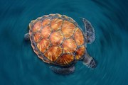 Foto Spin Turtle, Sergi Garcia