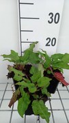 Persicaria amplexicaulis 'JS Caliente' - pot 9x9 cm
