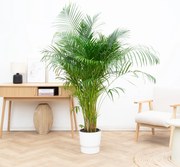Dypsis Lutescens (Areca palm) - 140cm