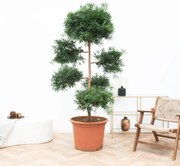 Podocarpus Macrophyllus - 250cm