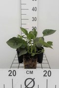 Rudbeckia fulgida 'Goldsturm' - pot 9x9 cm -