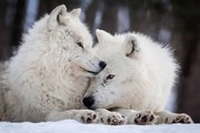 Foto Wolf Love, Rick Mousseau Photography