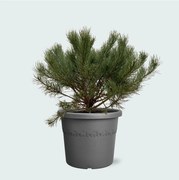 Pinus Mugo Pumilio - 60cm