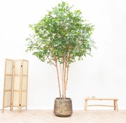 Kunstplant Beuken - 350cm