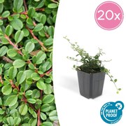 Cotoneaster pro'Streib's Findling'- 20cm