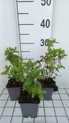 Eupatorium maculatum 'Phantom' - pot 9x9 cm -