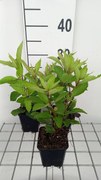 Eupatorium maculatum 'Glutball' - pot 9x9 cm
