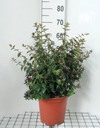 Abelia 'Edward Goucher' - pot 10L - 50-60 cm