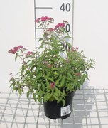 Spiraea japonica 'Anthony Waterer' - pot 1,3L - 20-25 cm -