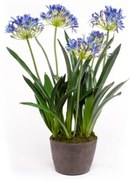 Emerald Kunstplant Afrikaanse lelie 75 cm blauw