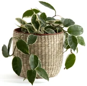 Bloempot in herbariumØ13 cm, Mila