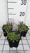 Anthemis x hybrida 'Kelwayi' - pot 9x9 cm