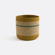 Multicolor mand in herbarium, Saski