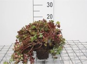 Sedum spurium 'Fuldaglut' - pot 9x9 cm -