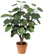 Kunst Polysicas Fabian - 55cm