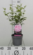Hibiscus syriacus 'Jwnwood4' (Pink Chiffon) - pot - 40-60 cm