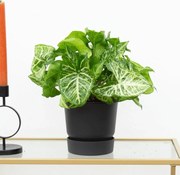 Syngonium Arrow Feel Green - 30cm